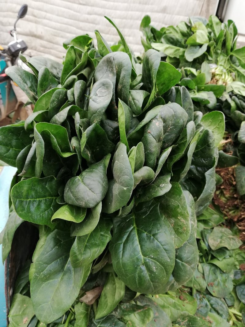 菠菜