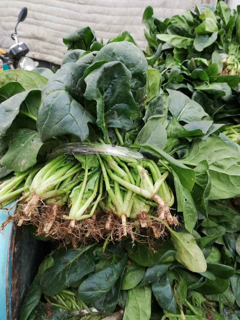 菠菜