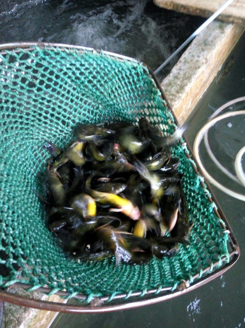 昂刺鱼