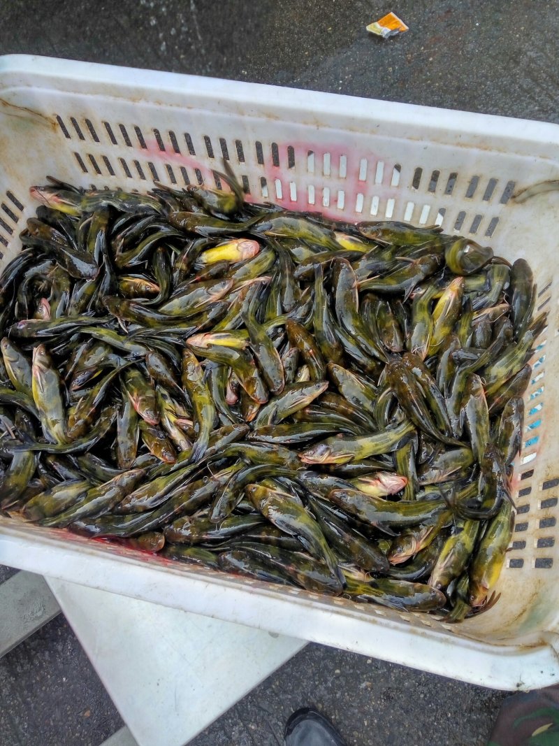 昂刺鱼