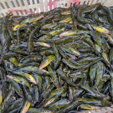 昂刺鱼