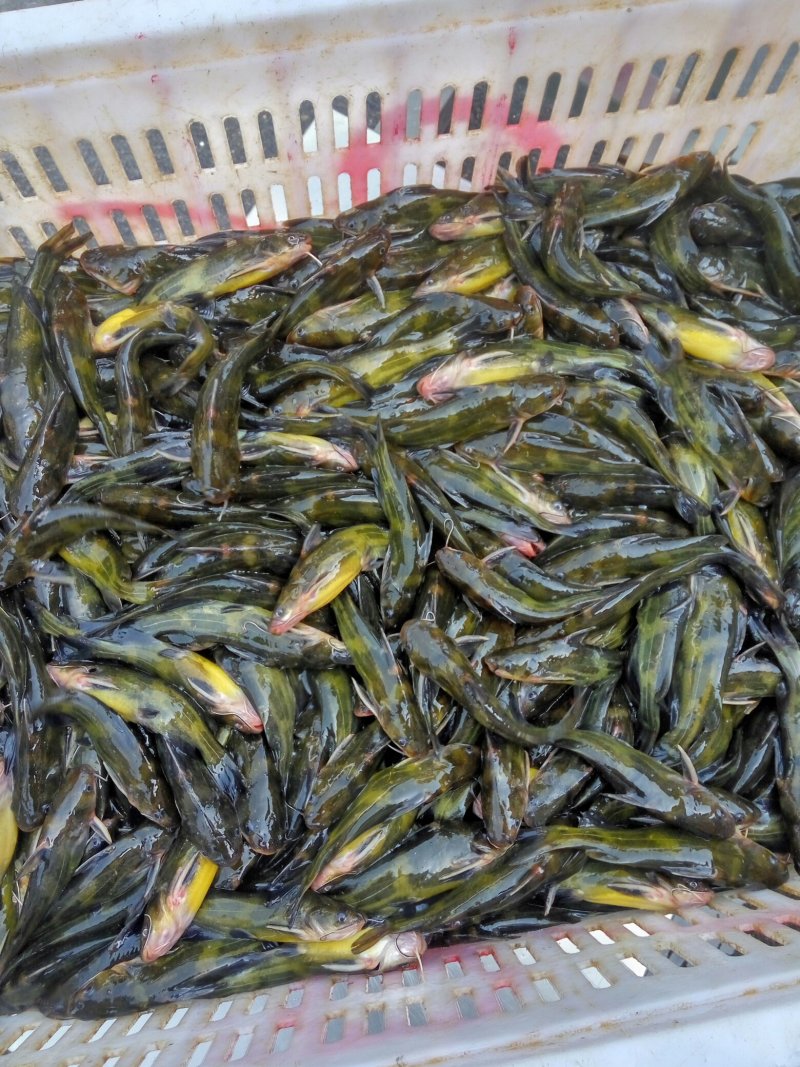 昂刺鱼