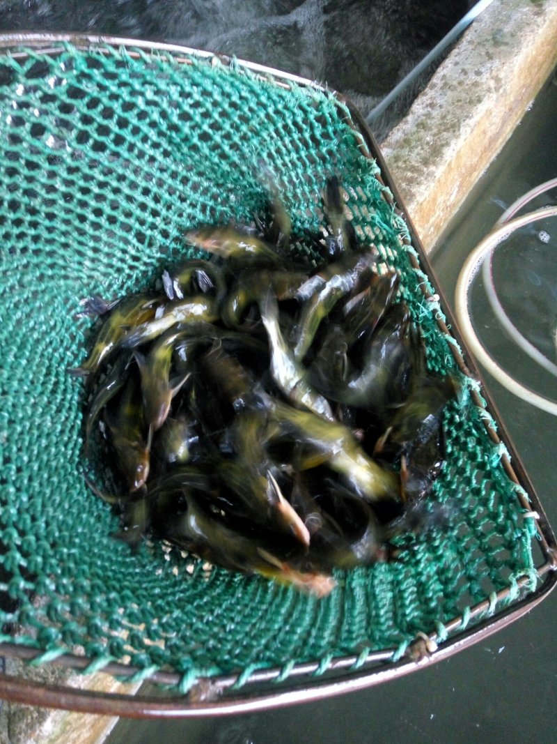 昂刺鱼