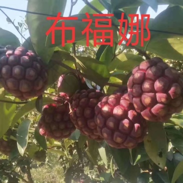 布福娜，也叫黑老虎