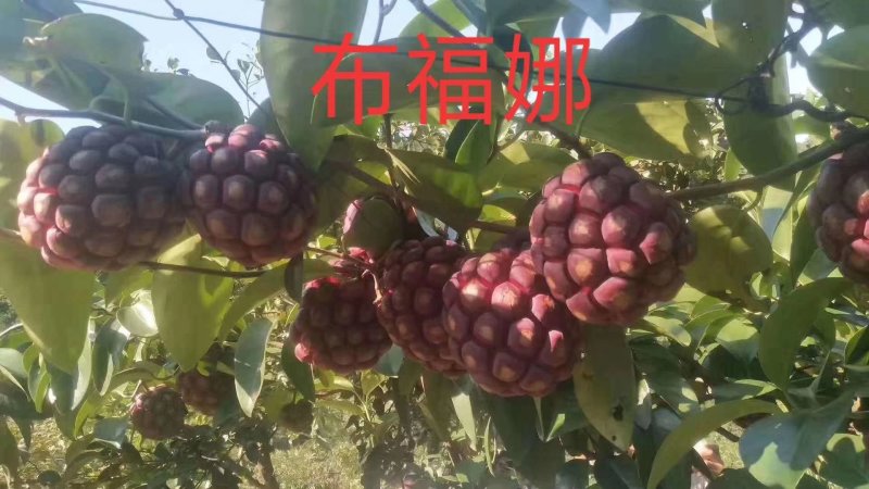 布福娜，也叫黑老虎