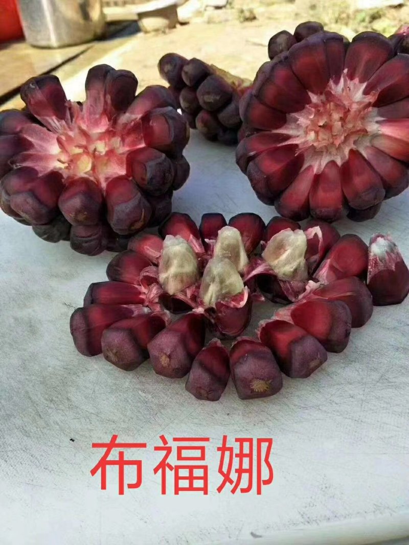 布福娜，也叫黑老虎