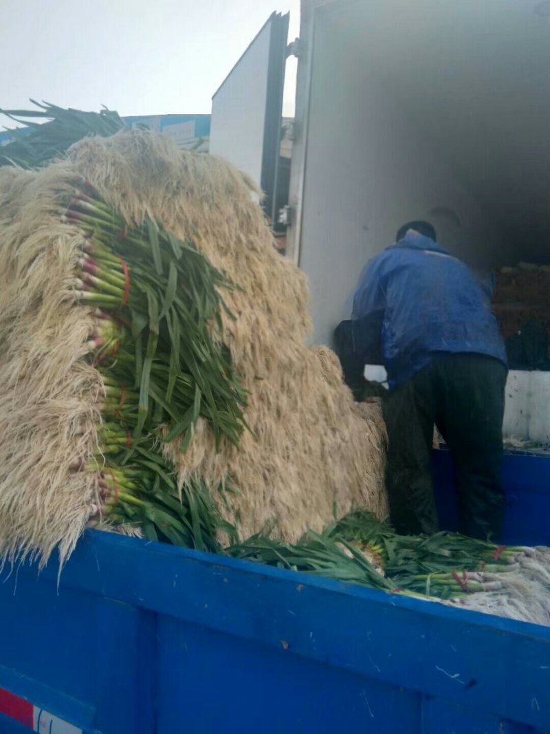 红根蒜苗量大质量好代发全国有要的抓紧联系