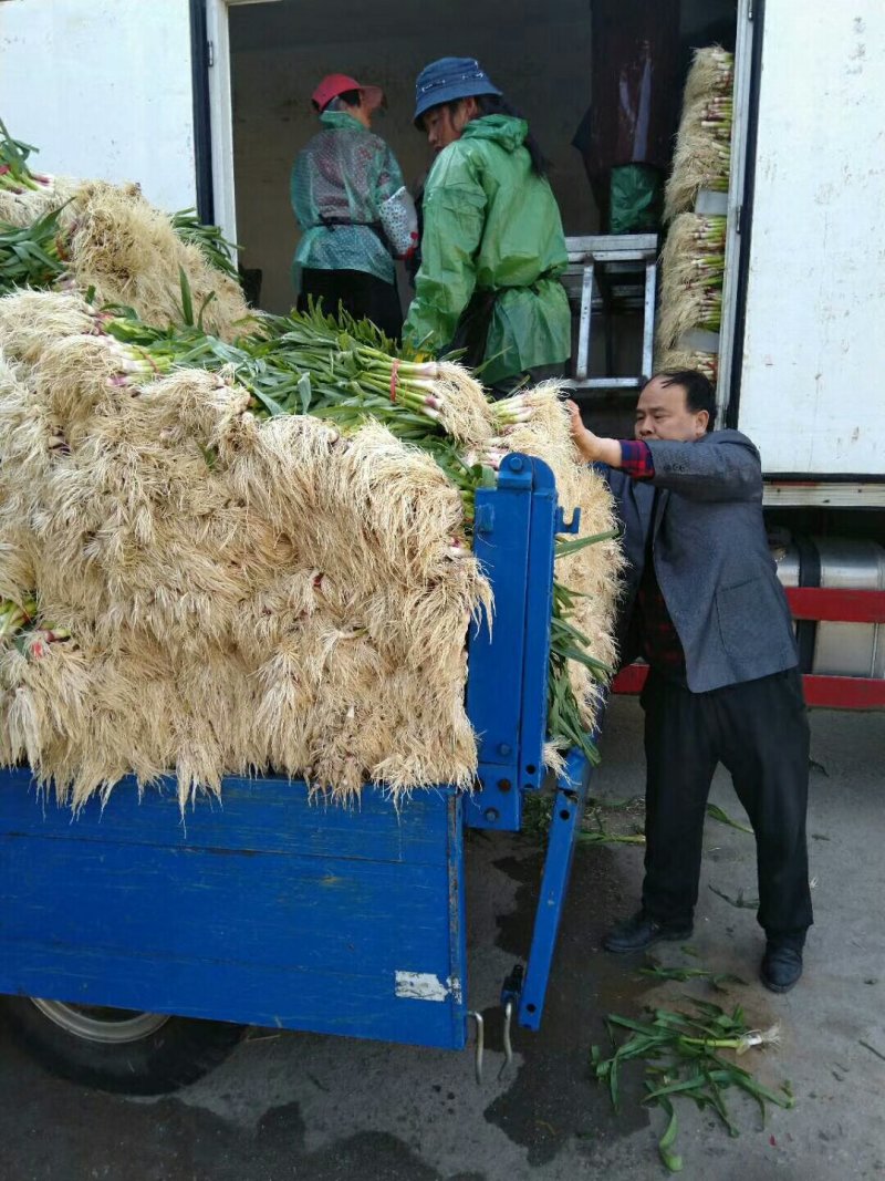 红根蒜苗量大质量好代发全国有要的抓紧联系