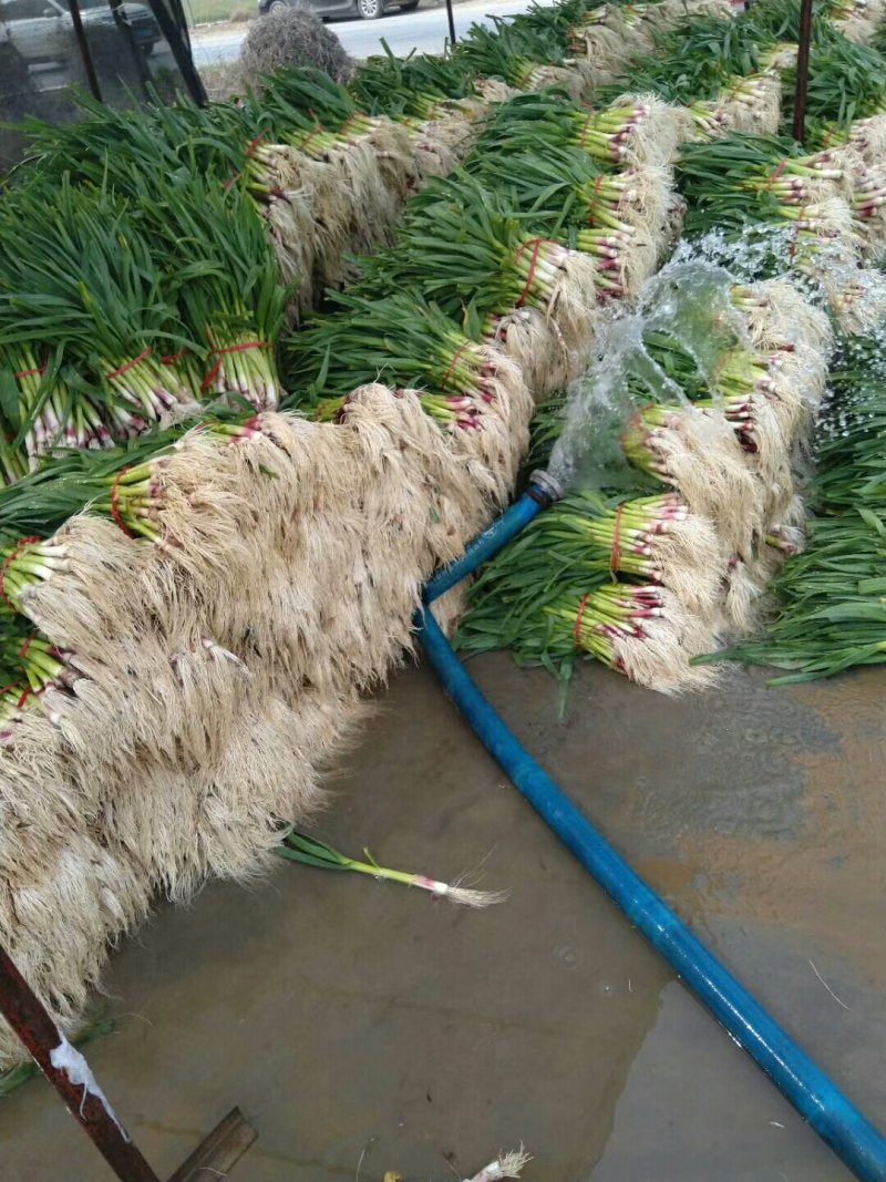 红根蒜苗量大质量好代发全国有要的抓紧联系