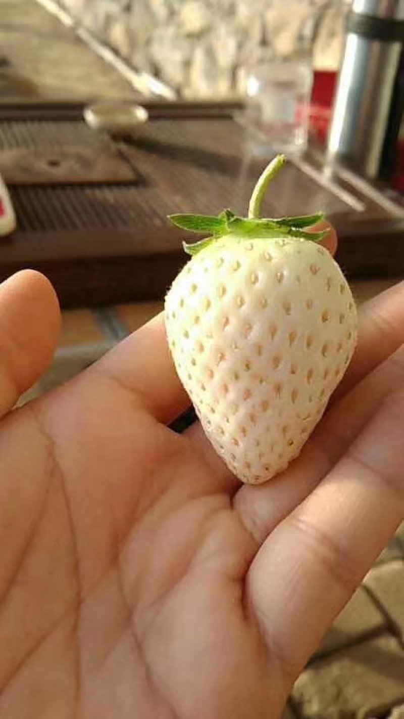 白雪公主草莓苗10~20cm