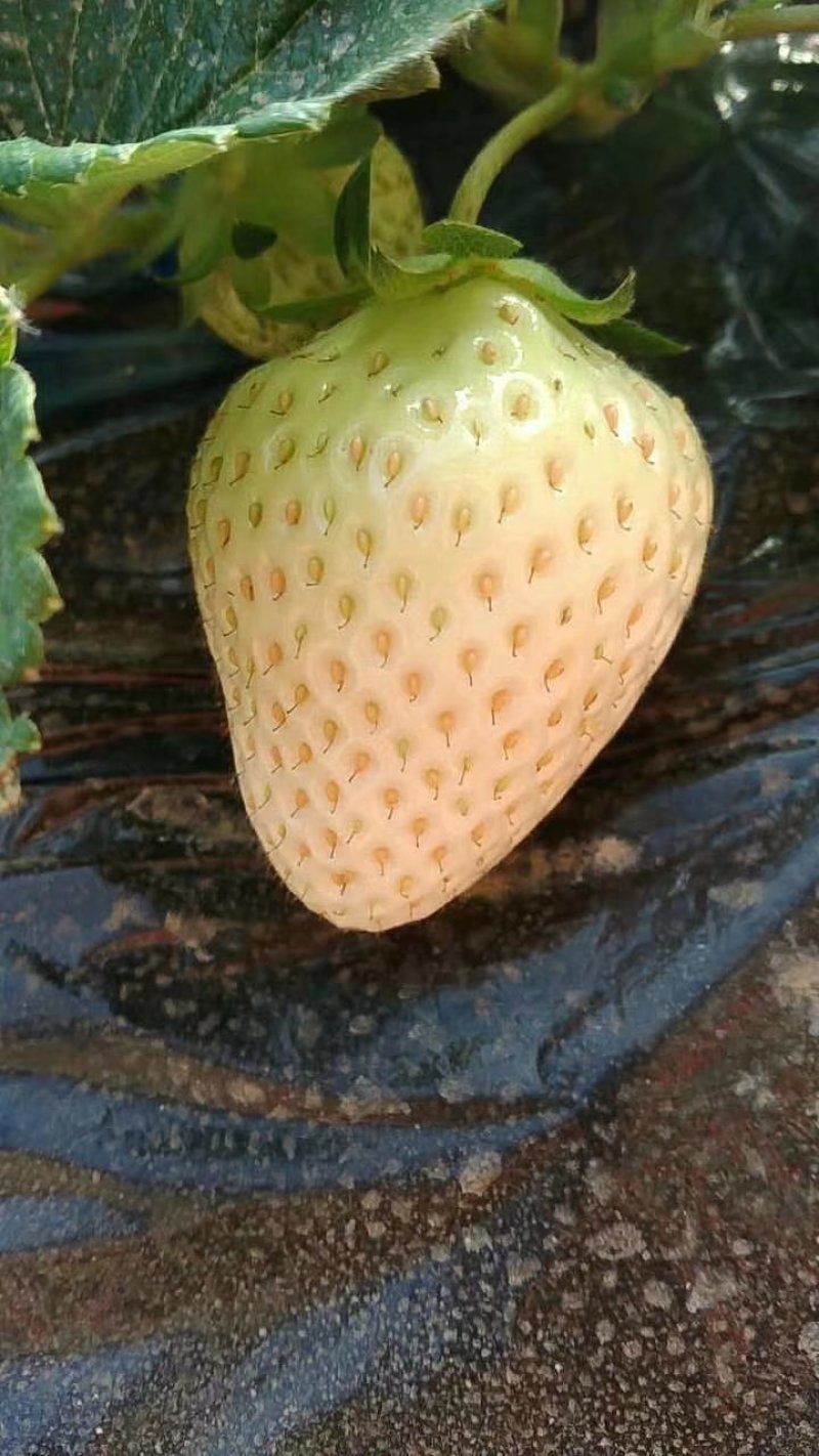 白雪公主草莓苗10~20cm