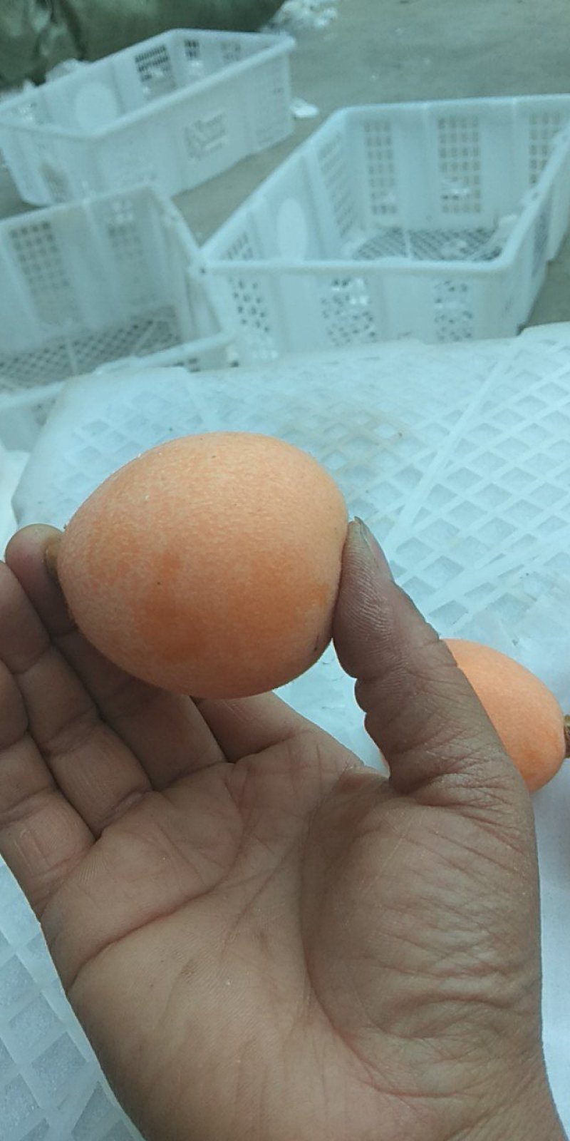 米易五星枇杷