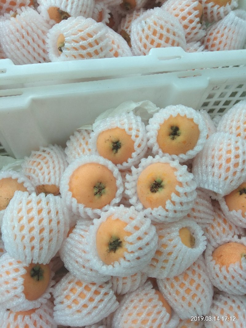 米易五星枇杷