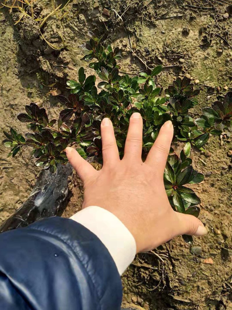 春娟紫娟毛娟