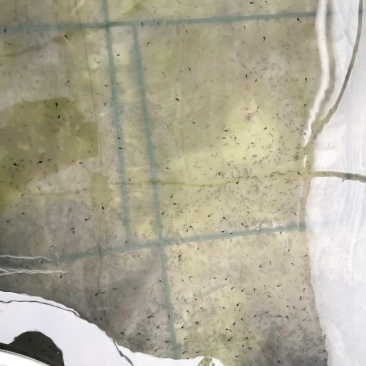 牛蛙苗