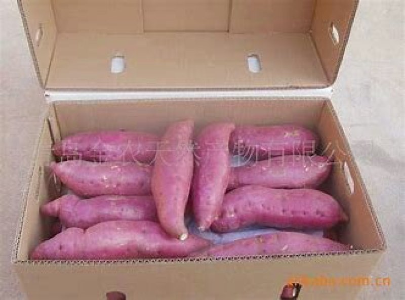 红薯苗供应商