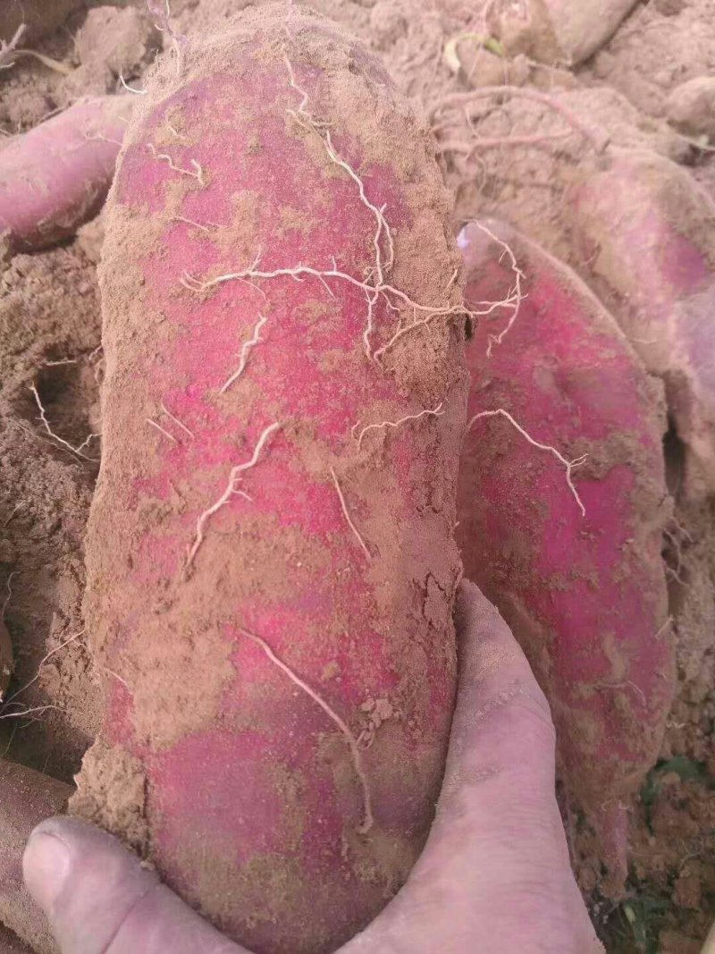 红薯苗供应商