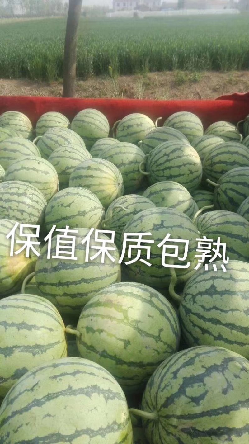 8424西瓜糖分高皮薄果型好产地直发欢迎咨询选购