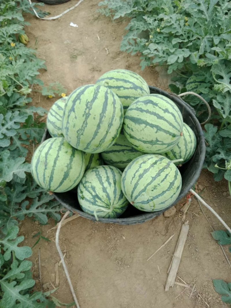 8424西瓜糖分高皮薄果型好产地直发欢迎咨询选购