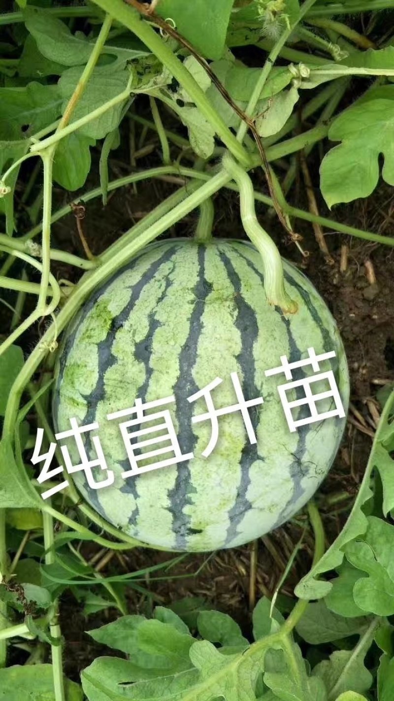 8424西瓜糖分高皮薄果型好产地直发欢迎咨询选购