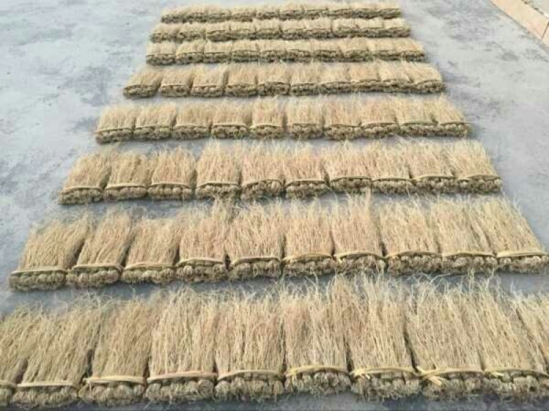 【推荐】养肝草货产地大量批发、一手货源货源充足、物美价廉