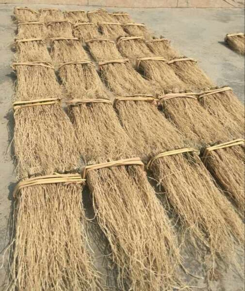 【推荐】养肝草货产地大量批发、一手货源货源充足、物美价廉