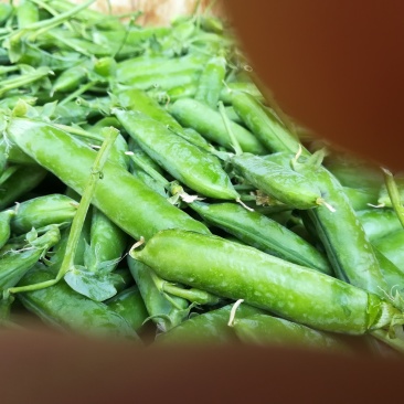 长寿仁好货4500一吨