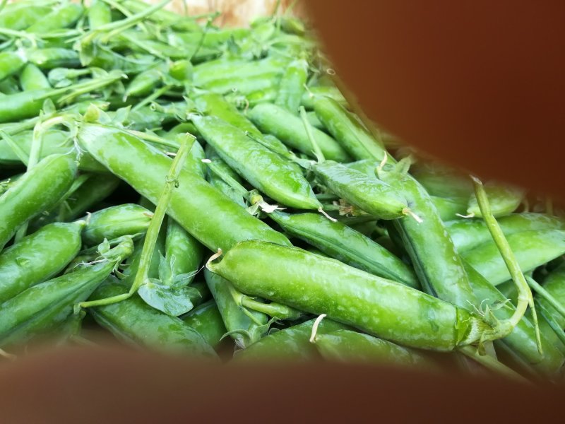 长寿仁好货4500一吨