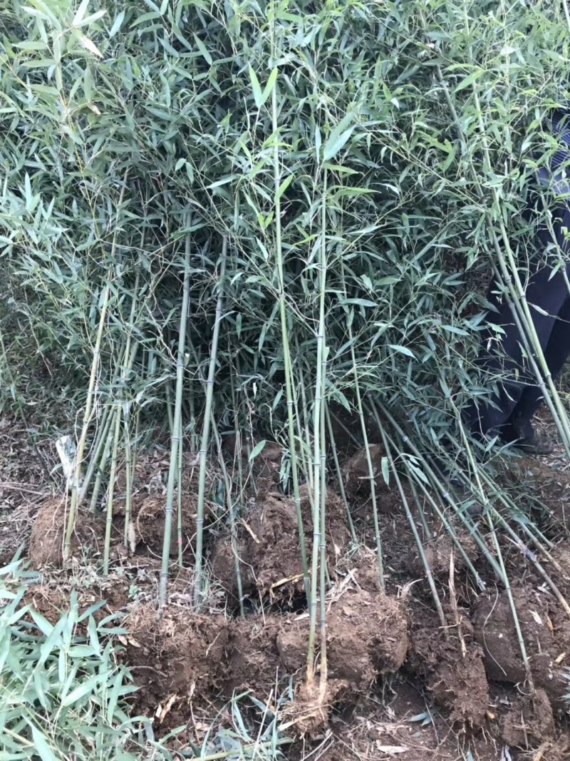 绿竹2~3m