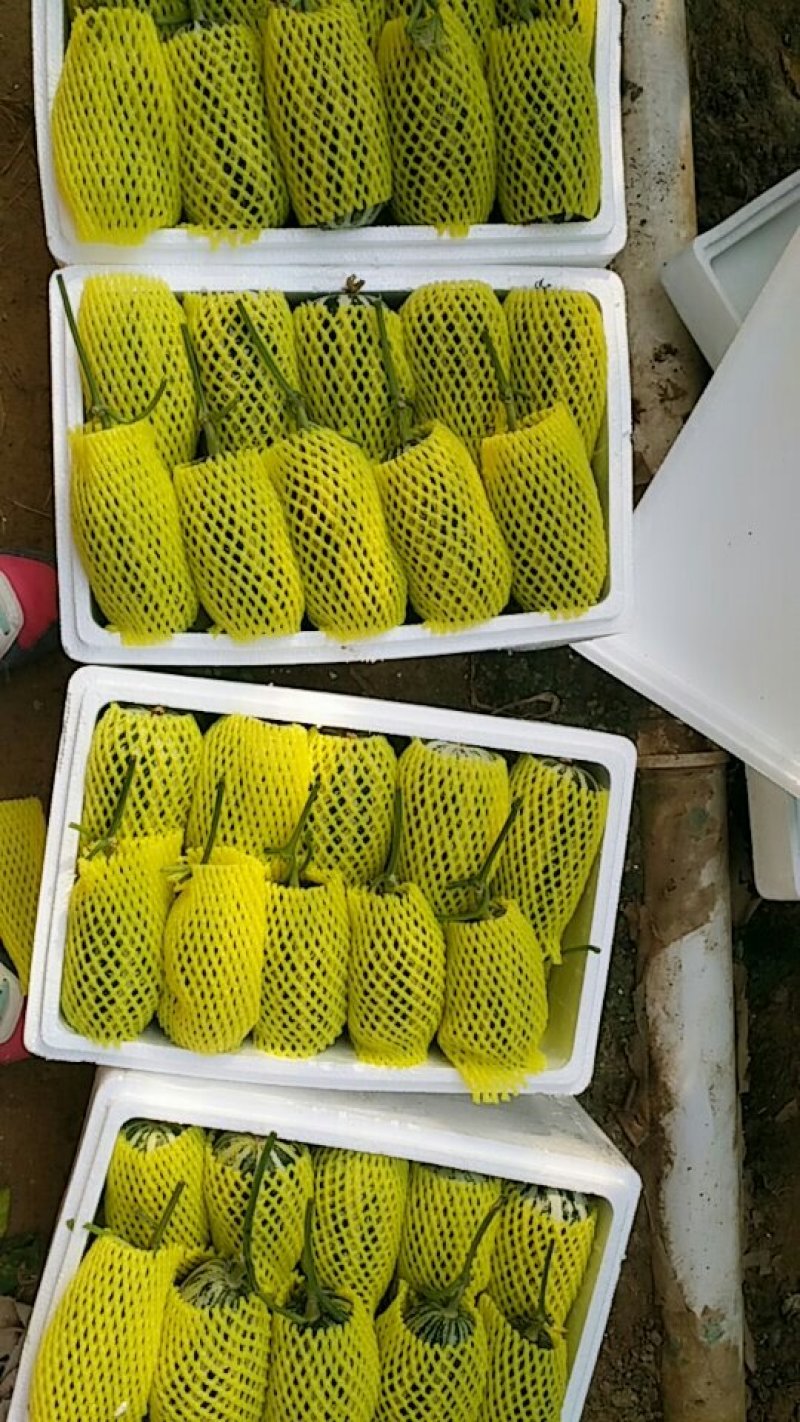 甜瓜博洋甜瓜博洋9博洋91甜瓜羊角蜜大量上市，质优量足
