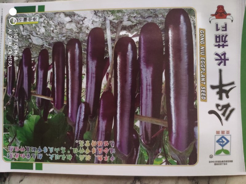 公牛长茄茄子种子，头尾均匀,深紫红色,表皮光亮1000粒