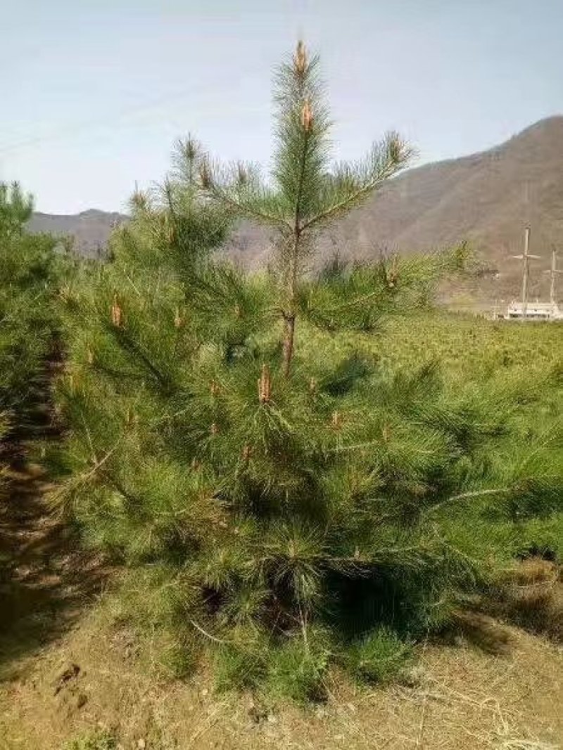 大田油松