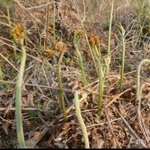 高山纯野生蕨菜:2Ocm左右