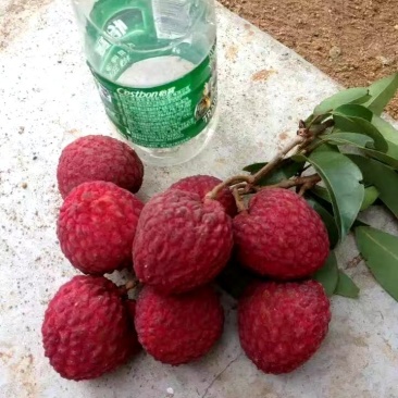 正宗仙进奉荔枝苗高压苗，基地直发，品质保证，大量出货中