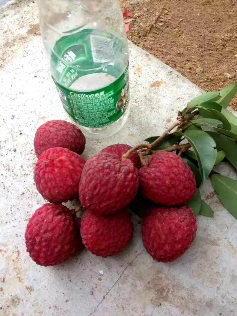 正宗仙进奉荔枝苗高压苗，基地直发，品质保证，大量出货中