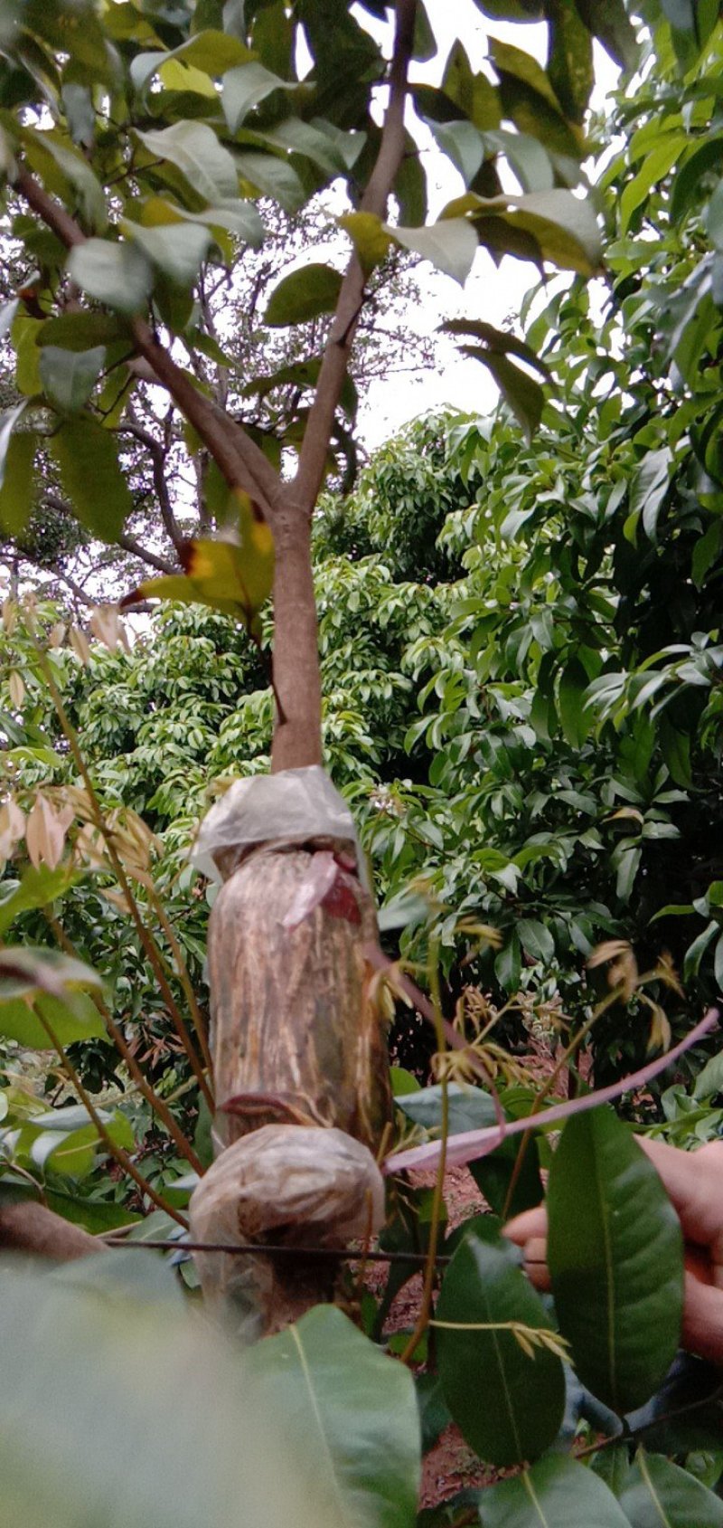 正宗仙进奉荔枝苗高压苗，基地直发，品质保证，大量出货中