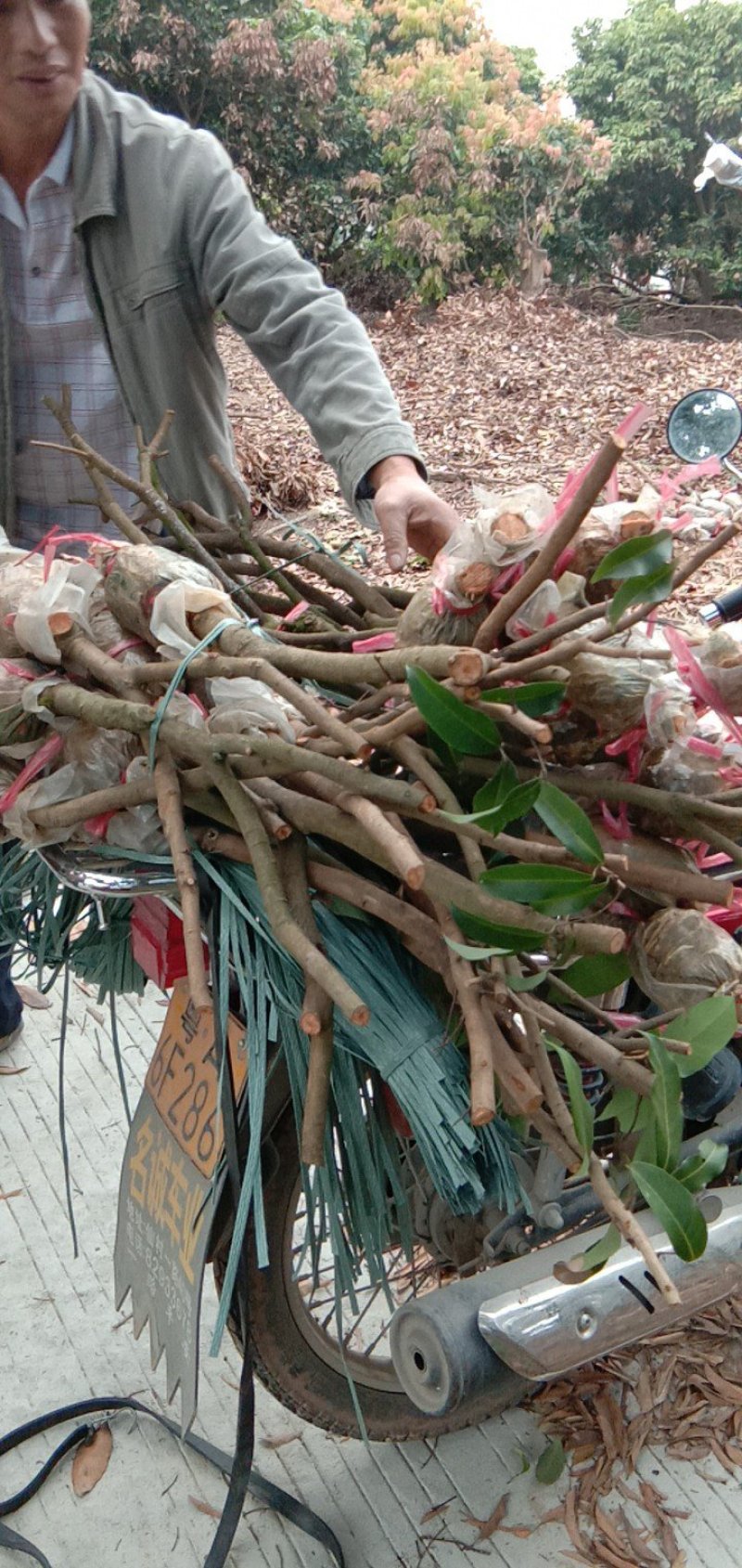 正宗仙进奉荔枝苗高压苗，基地直发，品质保证，大量出货中