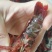 潜江小龙虾(234)小龙虾小红