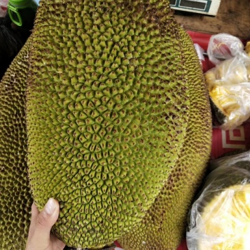 菠萝密苗