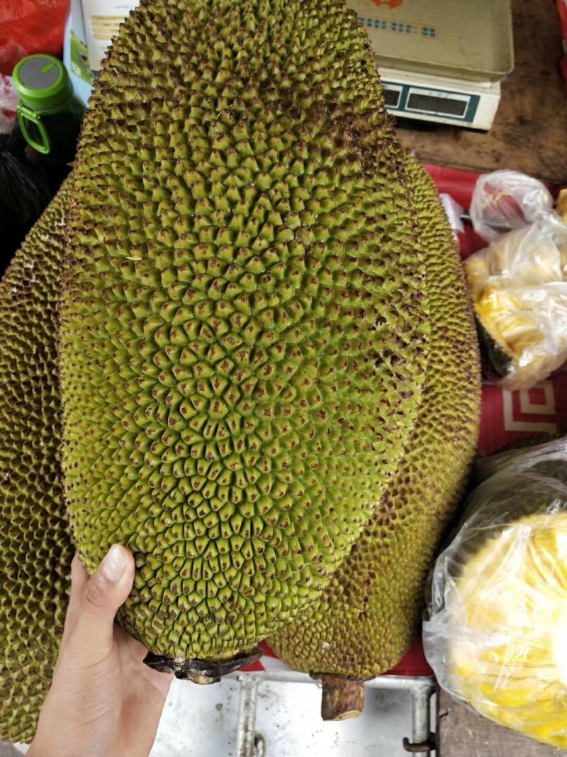 菠萝密苗
