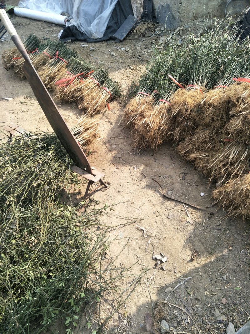 批枳壳苗粗度0.4柑橘苗占木积壳小苗现货预定优惠