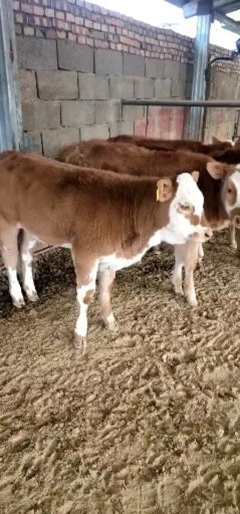改良肉牛犊利木赞牛安克斯牛犊西门塔尔牛犊鲁西黄牛犊价格便
