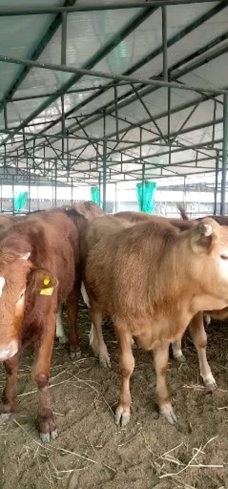 改良肉牛犊利木赞牛安克斯牛犊西门塔尔牛犊鲁西黄牛犊价格便