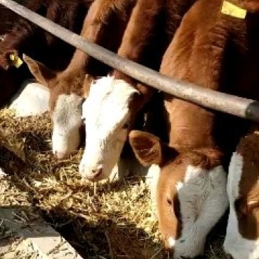 改良肉牛犊利木赞牛安克斯牛犊西门塔尔牛犊鲁西黄牛犊价格便