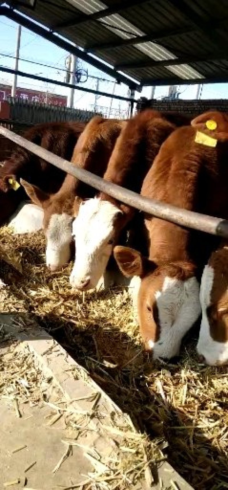 改良肉牛犊利木赞牛安克斯牛犊西门塔尔牛犊鲁西黄牛犊价格便