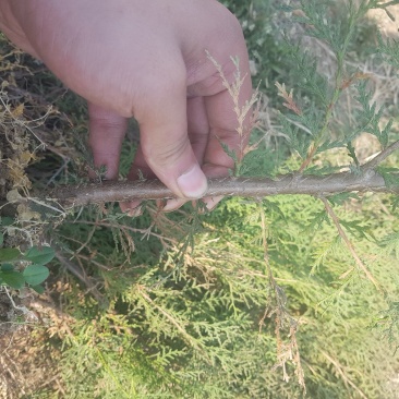 山东侧柏苗12杯苗柏树苗侧柏苗18杯苗种类齐全产地直销