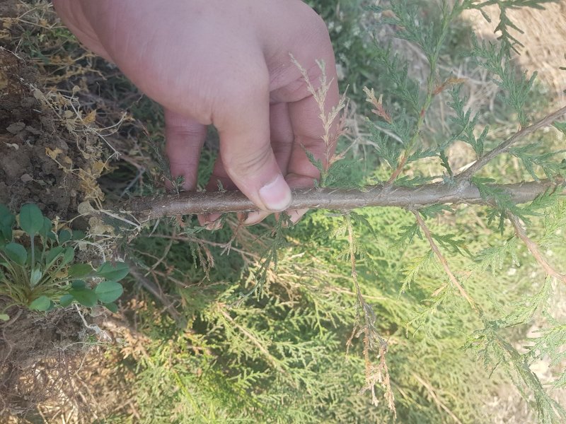 山东侧柏苗12杯苗柏树苗侧柏苗18杯苗种类齐全产地直销