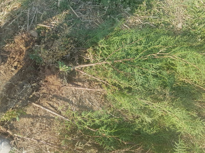 山东侧柏苗12杯苗柏树苗侧柏苗18杯苗种类齐全产地直销
