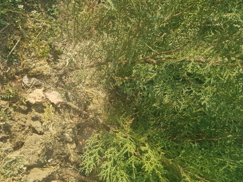 山东侧柏苗12杯苗柏树苗侧柏苗18杯苗种类齐全产地直销
