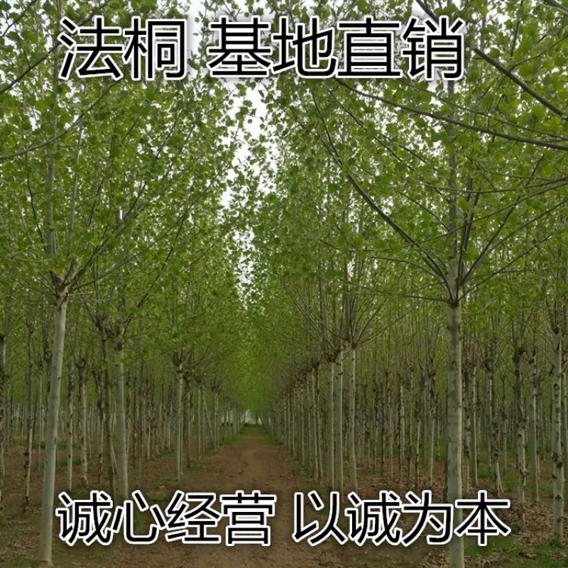 法桐苗直径3公分包成活根细发达易栽活欢迎实地考察